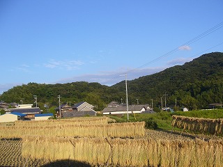 200709　稲作