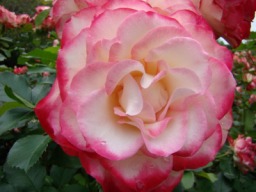 明石公園のバラ