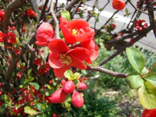 すべての花の画像 上春 赤い花の咲く木